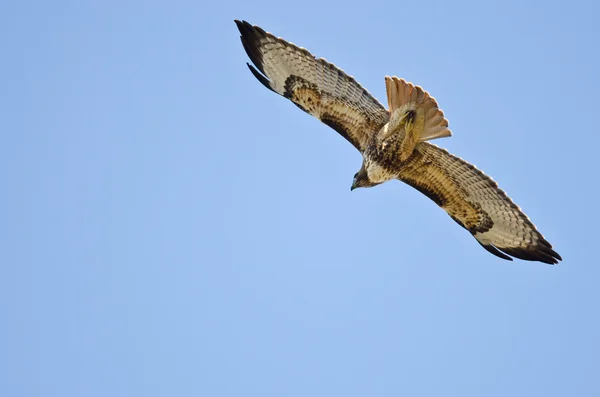 在蓝色的天空中飞翔的红尾鹰 — 图库照片