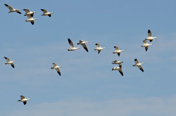 Schwarm Schneegänse fliegt in einen blauen Himmel — Stockfoto