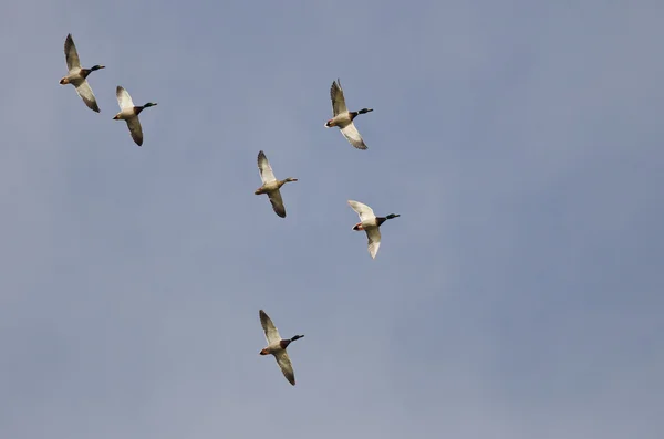 Manada de patos Mallard volando en un cielo azul —  Fotos de Stock
