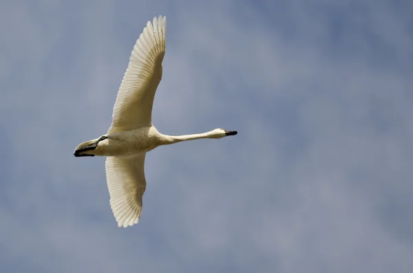 Cisne solitario de Tundra volando en un cielo nublado —  Fotos de Stock