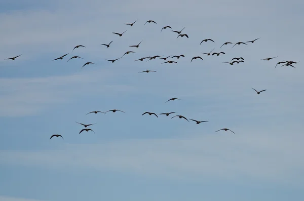 Rebanho de gansos de frente branca voando em um céu azul — Fotografia de Stock