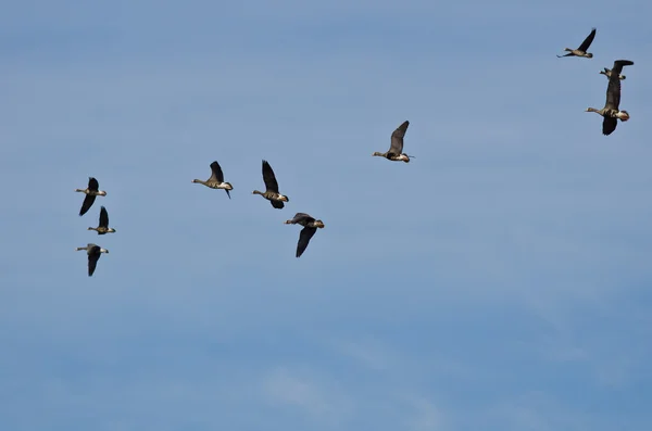 Bandada de gansos de fachada blanca volando en un cielo azul —  Fotos de Stock