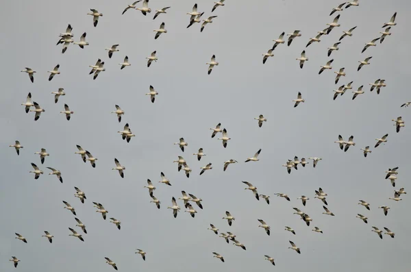 Rebanho maciço de gansos da neve voando sobre o pântano — Fotografia de Stock