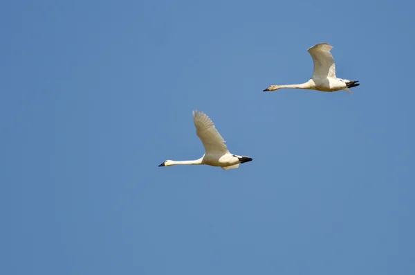 Par de cisnes de Tundra voando em um céu azul — Fotografia de Stock