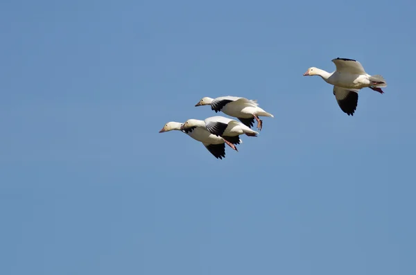 Quatro gansos da neve voando em um céu azul — Fotografia de Stock