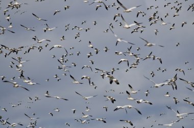 Büyük kar gökyüzüne uçan kaz sürüsü