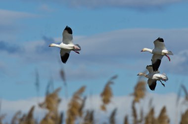 Marsh açılış üç kar kazı