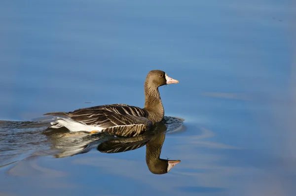 Grande Oie rieuse nageant dans le lac — Photo