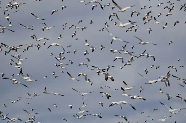 Massivo rebanho de gansos da neve voando através do céu — Fotografia de Stock