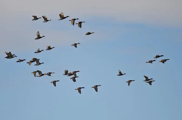 Flock of Mallard Ducks Flying in a Cloudy Sky — Stock Photo, Image