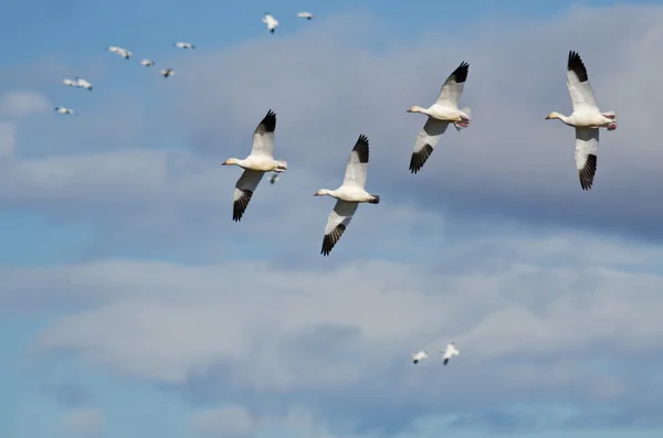 Four Snow Geese Flying in a Cloudy Sky — Stock Photo, Image