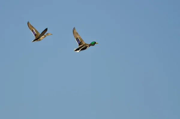 Pair of Mallard Ducks Flying in a Blue Sky