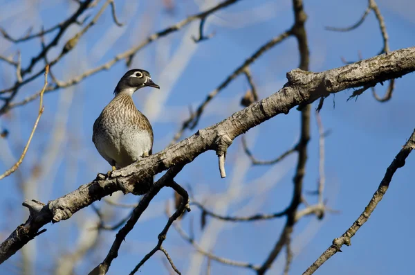 Female Wood Duck Perched in a Tree — Stock Photo, Image