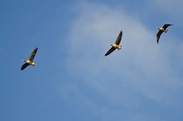 Tres gansos de fachada blanca volando en un cielo azul —  Fotos de Stock