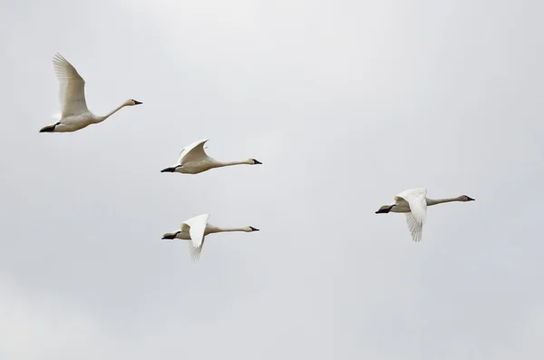 Four Tundra Swans Flying on a Light Background — Stock Photo, Image