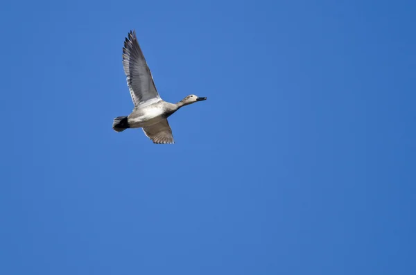 Gadwall solitaire volant dans un ciel bleu — Photo