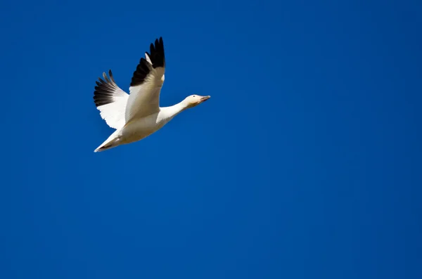 Solo neve oca volare in un cielo blu — Foto Stock