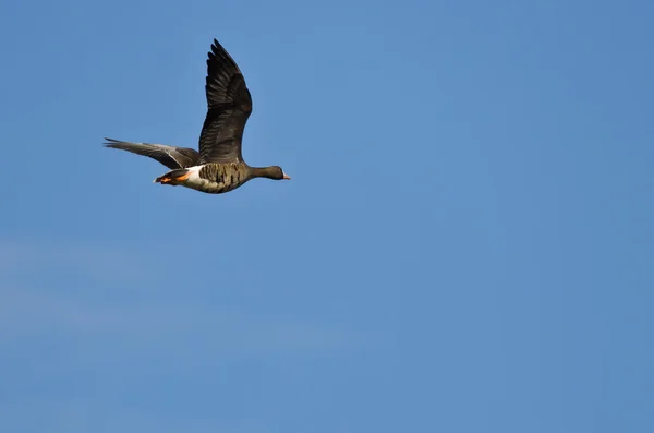 Ganso de frente branca voando em um céu azul — Fotografia de Stock