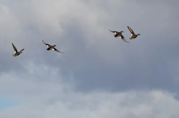 Quatro Gadwalls voando entre as nuvens — Fotografia de Stock