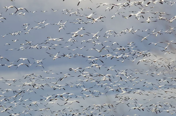 Masiva bandada de gansos de nieve volando por el cielo — Foto de Stock