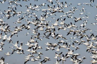 Büyük kar Marsh üzerinde uçan kaz sürüsü