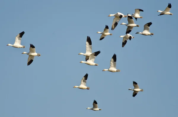 Gran bandada de gansos de nieve volando en un cielo azul —  Fotos de Stock