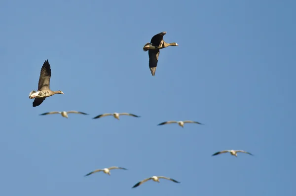 Greater White-Fronted Geese Flying Among the Snow Geese in a Blue Sky — Stock Photo, Image