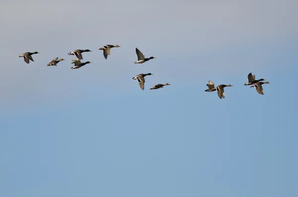 Schwarm Stockenten fliegt in wolkenverhangenem Himmel — Stockfoto