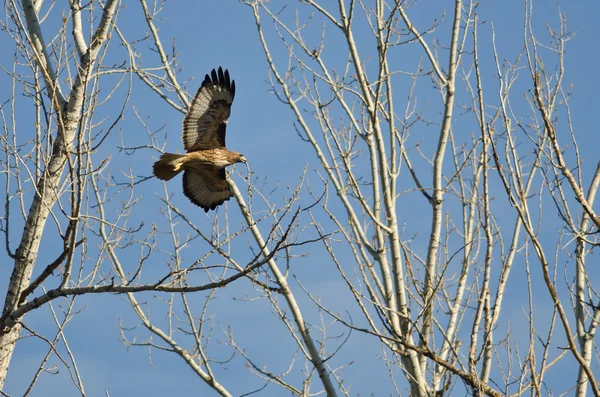 Nest Building Time for the Red-Tail Hawk — Stock Photo, Image