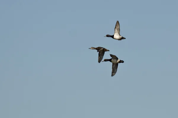 Três patos de pescoço anelado voando em um céu azul — Fotografia de Stock