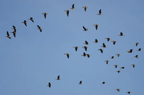 Flock av större White - Fronted gäss flyger i en blå himmel — Stockfoto