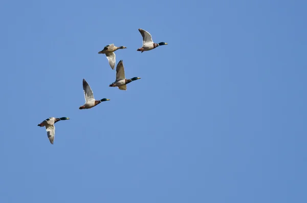 Flock of Mallard Ducks Flying in a Blue Sky — Stock Photo, Image