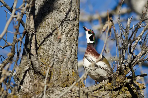 仰望着天空，而栖息在一棵树的男木鸭 — 图库照片
