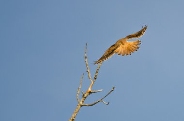Kadın Amerikan kerkenezi dışarı Fanlı Kuyruk tüyleri ile