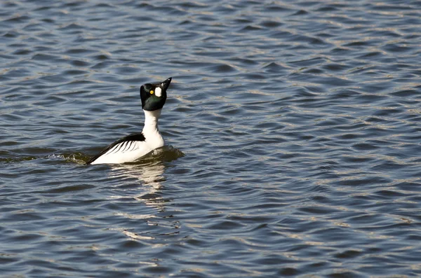 Mannelijke Brilduiker uitvoeren zijn paring dans — Stockfoto