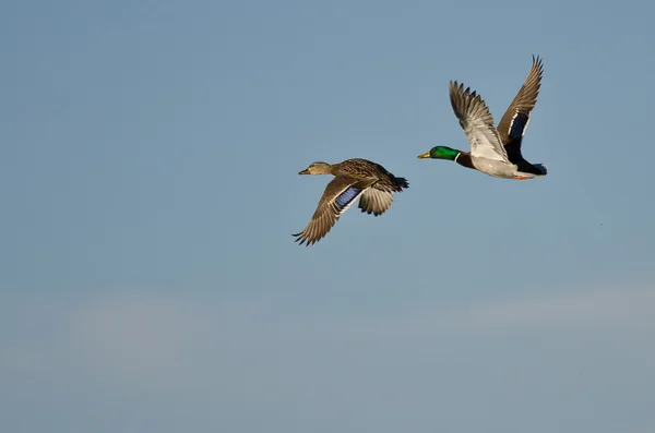 Bir çift Mallard Ördeği Mavi Gökte Uçuyor — Stok fotoğraf