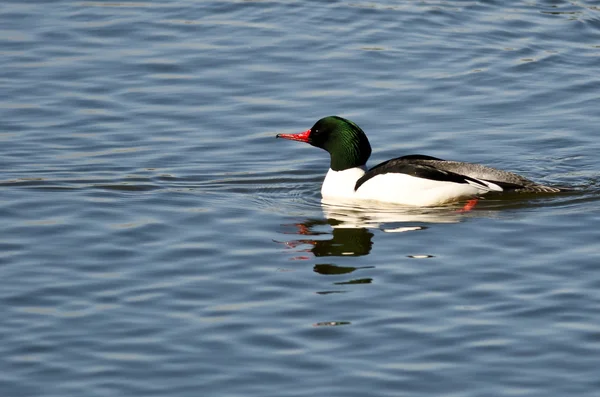 Merganser comum nadando na lagoa azul — Fotografia de Stock