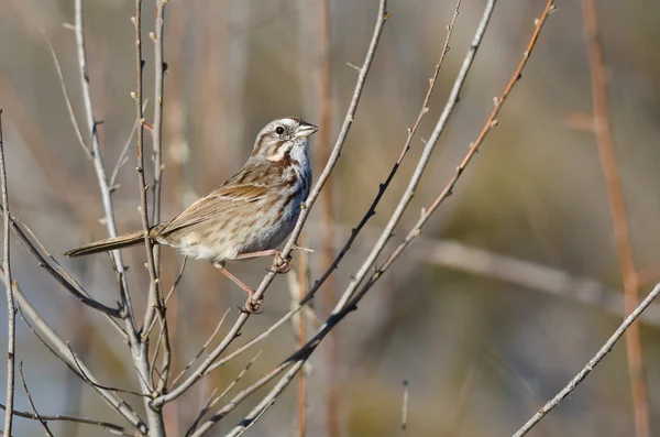 Song sparrow sedí na stromě — Stock fotografie