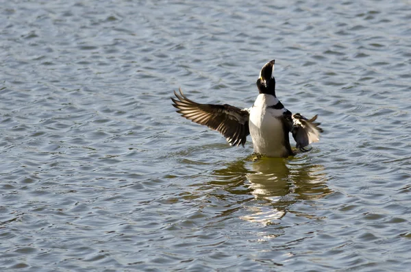 Hooded Merganser flytande med utsträckta vingar — Stockfoto