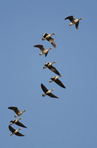 Schwarm der Weißstirngänse fliegt in einen blauen Himmel — Stockfoto