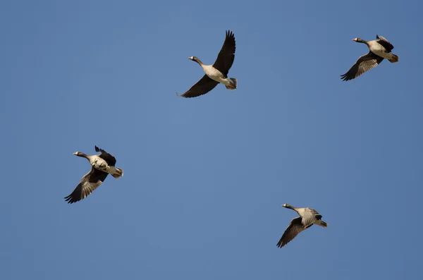 Vier große Weißstirngänse fliegen in einem blauen Himmel — Stockfoto