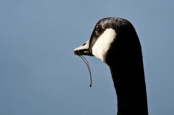Fechar Olhe para o ganso do Canadá olhando para cima com comida Dangling de sua boca — Fotografia de Stock
