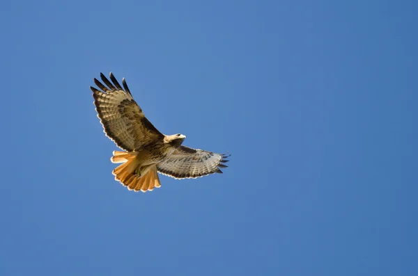 Halcón de cola roja volando en un cielo azul — Foto de Stock
