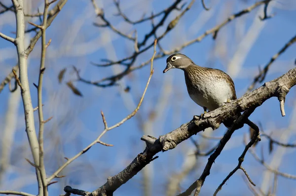 Entenweibchen hockt in einem Baum — Stockfoto