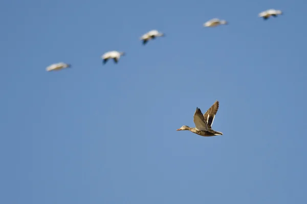 Mallard Duck Volando con los gansos de nieve en un cielo azul — Foto de Stock
