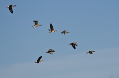Büyük beyaz - Sakarca bir mavi gökyüzünde uçan kaz sürüsü