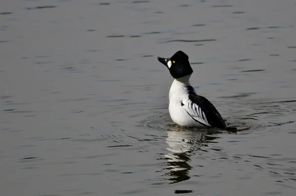 Férfi közös Goldeneye úszás a tóban víz — Stock Fotó