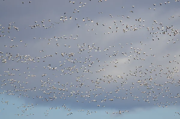 Massivo rebanho de gansos da neve voando através do céu — Fotografia de Stock