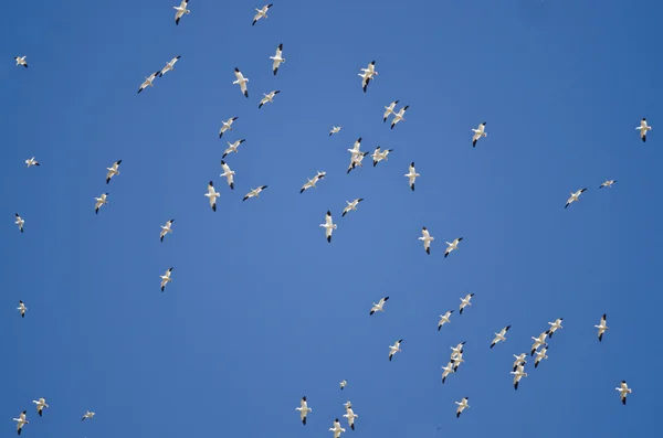 Gran bandada de gansos de nieve volando en un cielo azul — Foto de Stock