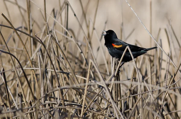 Mannelijke rood - Winged Blackbird zingen in het moeras — Stockfoto